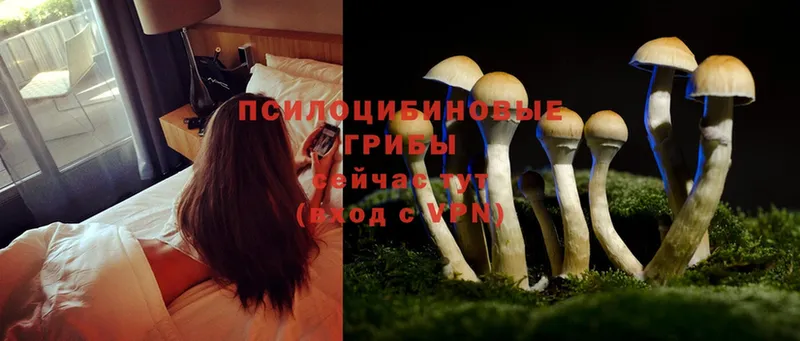 Галлюциногенные грибы MAGIC MUSHROOMS  что такое наркотик  Камышлов 